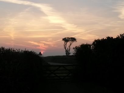 jsaspanny's profile picture. Life with two mad Dobermans.  Ever hopeful gardener, working with nature. I'm no photographer!