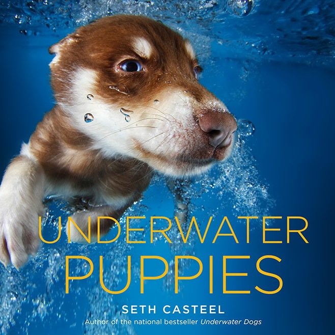 The official twitter of Photographer Seth Casteel, Author of UNDERWATER DOGS and UNDERWATER PUPPIES.