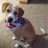 doggie_dixie's profile image