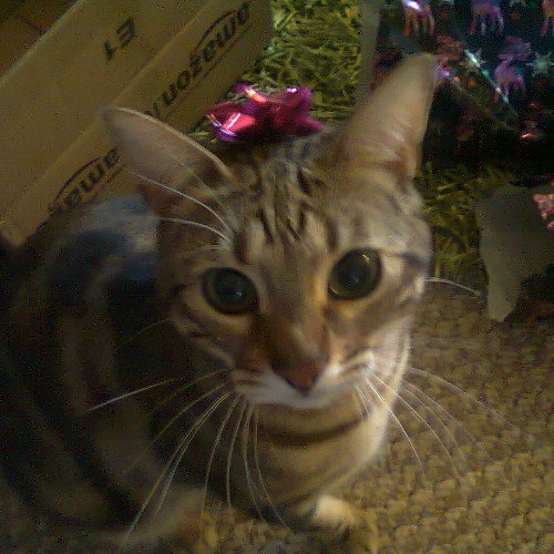 ShazBedford's profile picture. 