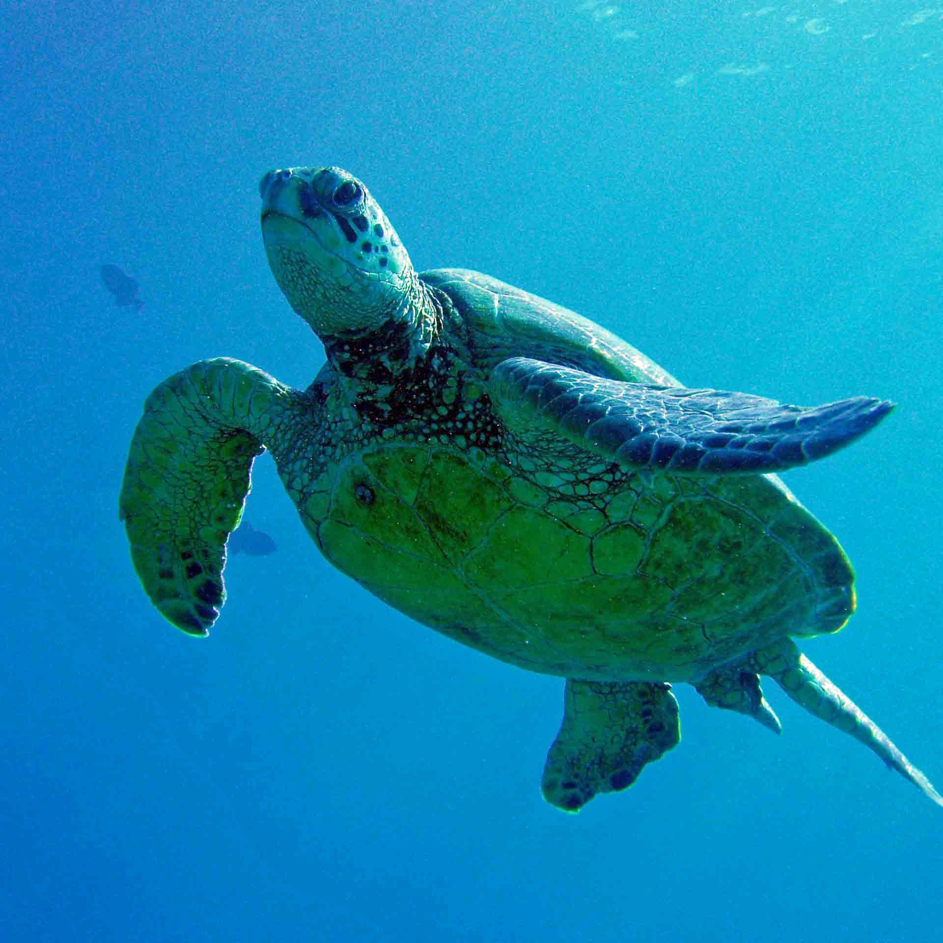 TylersOahuSCUBA's profile picture. 