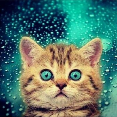 NehadNode22's profile picture. Rossetti