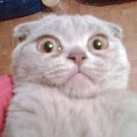 acessobeta's profile picture. 