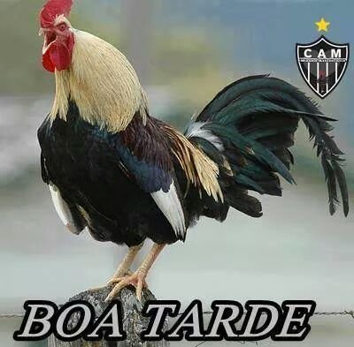 BrasiliaV's profile picture. 