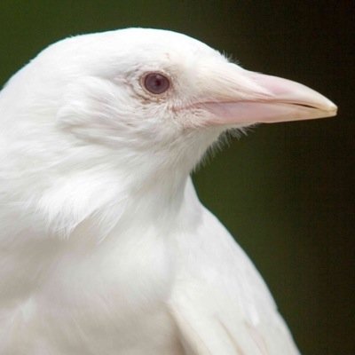 thegreaterthann's profile picture. not a comparison, but something that might have been.