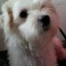 Noel Nah (@nahnoel) Twitter profile photo