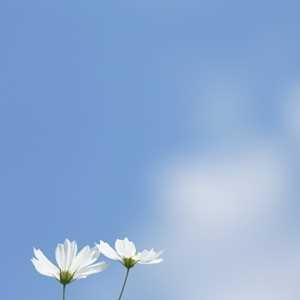 空画像ツイートします♪気に入ったらRT!まぐまぐ⇒http://t.co/bWfoAFRm8Y にて店舗経営者・小規模事業者の方向けに「無料ブログで集客する方法」も垂れ流しています。無言フォロー大歓迎♪ #followmejp #sougofollow
