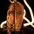 eartrumpet's profile image