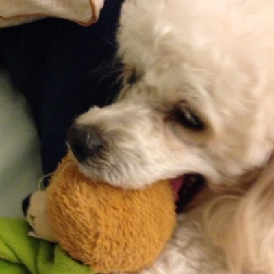 KaYanChow's profile picture. Currently enrolled as IRS agent, working at accounting field. Persuading my CPA licensed.