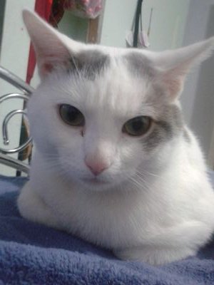 I Support @OpTicGaming :) Yes i am aware my avi is a cat lol