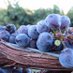 Tesoaria Winery (@tesoaria) Twitter profile photo