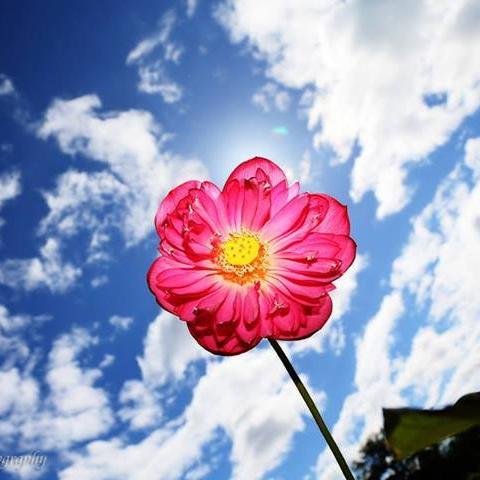 Yellowliliac's profile picture. Have a second chance at life. Share it with me!