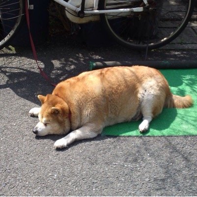 『笑いは太陽だ。人の顔から冬を追いはらってしまう。』(ᵔᴥᵔ)☆彡