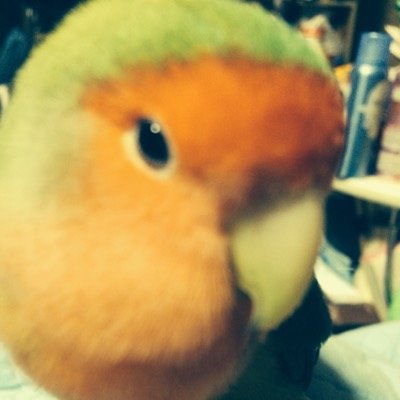 コザクラインコ のんのんの下僕と化しているヒトです。