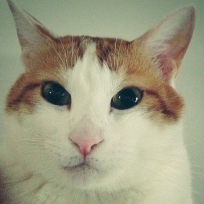 I'm Rio the CAT. I was born and raised in Japan. 猫だよ。のんびりいこうぜ。僕のボスは総監督です。※DM返しません。すみません。お話はリプでお願いします。★I don't read Direct Messages.