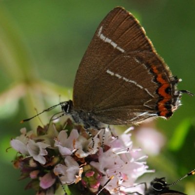 The Langdyke Countryside Trust owns/manages 5 nature reserves between Peterborough and Stamford. With over 120 household members, we promote and conserve natue