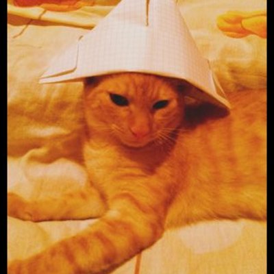 Profile Picture of Coby-Tom-Zuzu (@CobysiTom) on Twitter