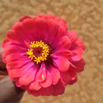 forgivefree's profile picture. Kingdom Champion!! Redeemed of the LORD!