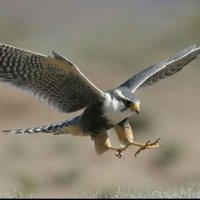 المسافر (@aboziyad02) 's Twitter Profile