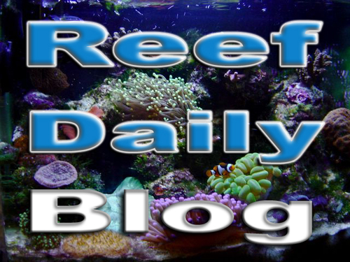 ReefDaily's profile picture. 