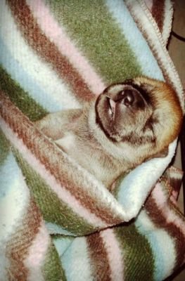 Chistian , dog lover's