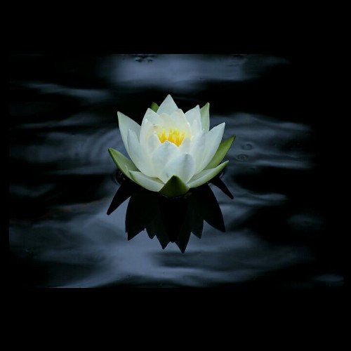 nilufer_cicegim's profile picture. 