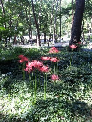 yayuna5528's profile picture. 