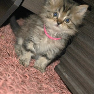 malmutairi721's profile picture. 