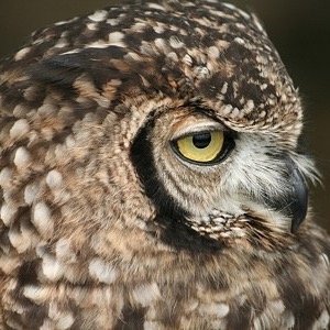 成人済。地雷なしの雑食。推しが尊い。お取引の際はツイフィご一読お願い致します。