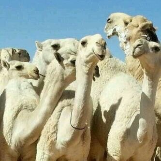 لعرض الابل او العرض للبيع يرجاء المراسله على الواتساب 
 996553527208+