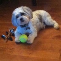 Andrea Fischer (@andreaf1966) 's Twitter Profile