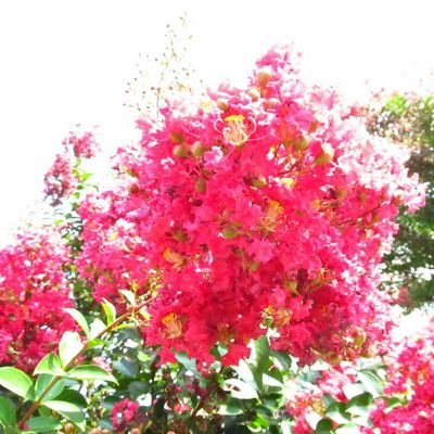 julia_ramallosa's profile picture. 