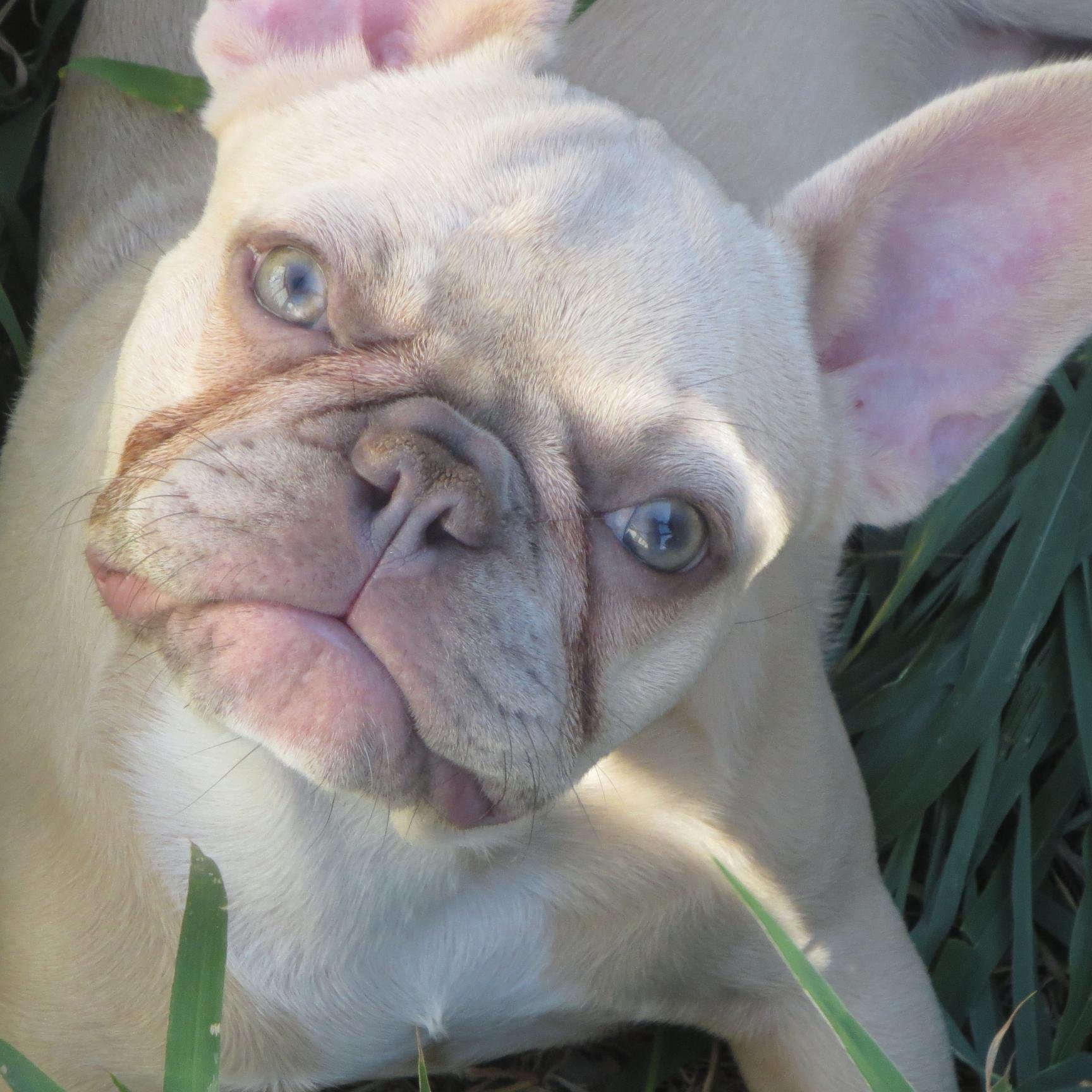 SilverHammerFrenchies - Quality in home breeder of HEALTHY blue french bulldogs and other color varieties. Located in DFW Texas. https://t.co/wmsIqhACR6