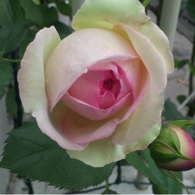 hitosi1006's profile picture. 建築関係の仕事しています 🏡 西宮市に新築のマンションに、一人暮らしです 、😀 安くて美味しいお店あれば教えてくださいね😅