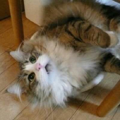 ノルウェージャンフォレストキャットのブリーダーです。CFA＆TICA登録キャッテリー。
