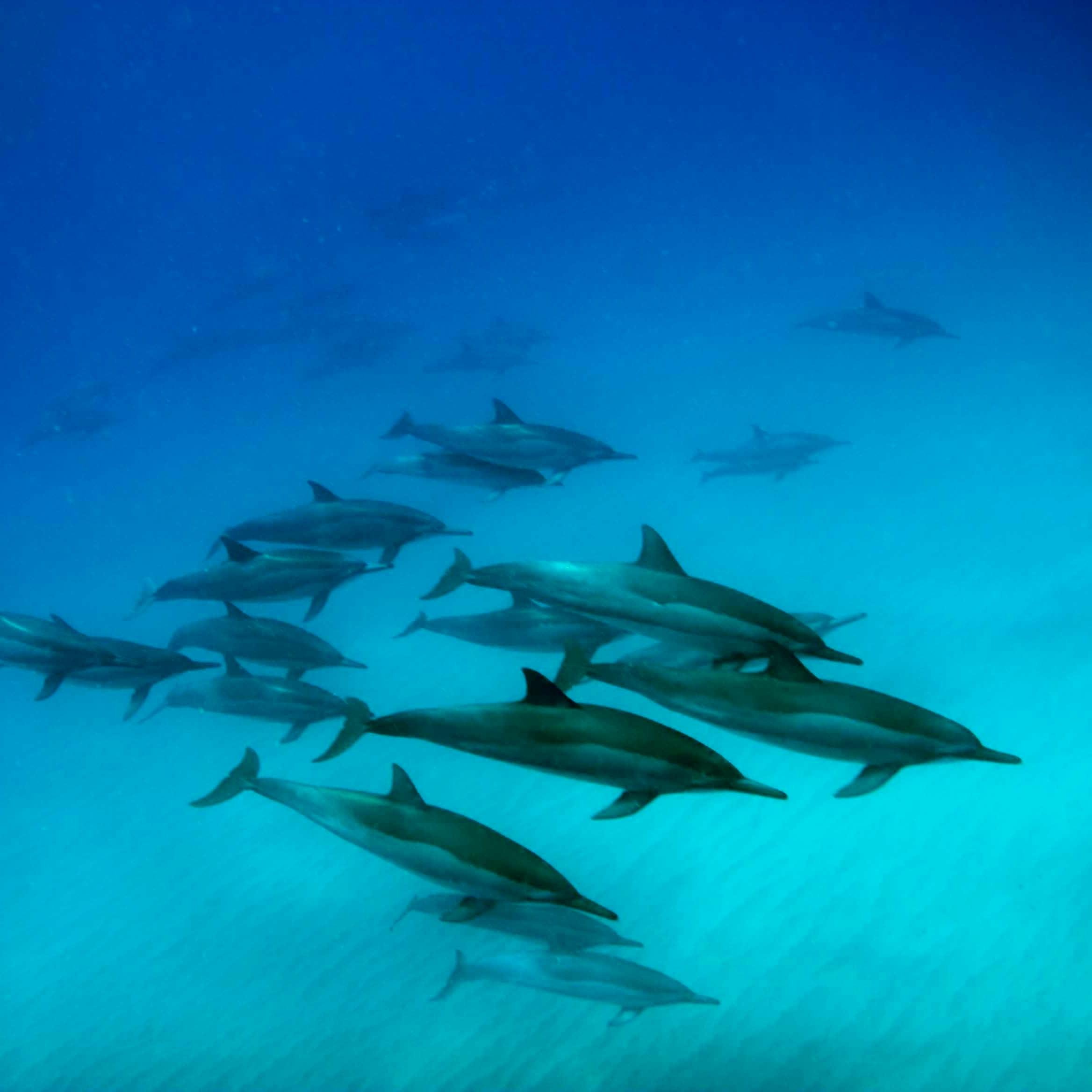 redmahan's profile picture. 