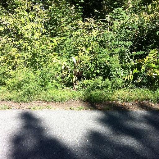 EverettH's profile picture. Go Deacs!  Go Boston teams!