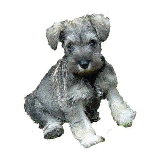 Not A Puppy Farm are Kennel Club assured dog breeders specialising in Miniature Schnauzers. Contact us on 01730 264750.
We follow back.