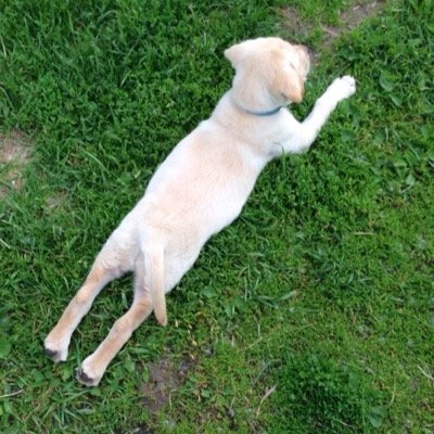 silkierlight8's profile picture. 