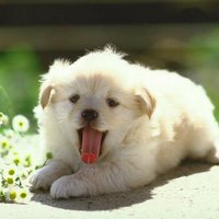 かわいい動物画像集 (@kwwaiidobutsu) Twitter profile photo