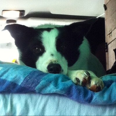 Group of folk that like, or would like to know more about the sport of canicrossing ( running with your dog) in the Highlands of Scotland