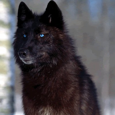 Lone Wolf Im Nikole Brave,Strong,Loyal,Royal #Single