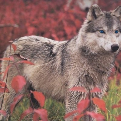 TOBIA: [Strong,Loyal,Beautiful,Calm,Loving Mate: @RagnarTheWolf #NorthStarPack]