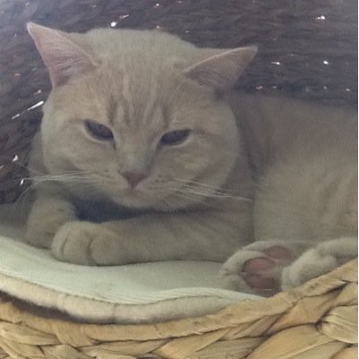 elkedaggamen's profile picture. 