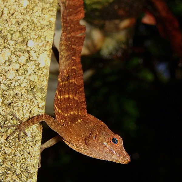 anole_papers Profile Picture