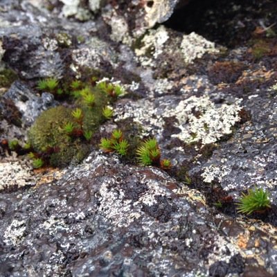 Tweets and photos of the wonderful world of bryophytes - mosses, liverworts and hornworts. Suggestions and photo contributions welcome!