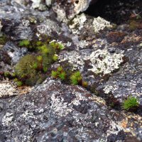 Bryophyte World (@bryophyte_world) 's Twitter Profile