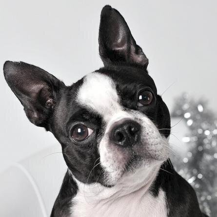 Sweet Ruby crossed OTRB Aug 2 2014. Loved and missed by @poshmoggy Follow her new sister @RosieFrenchton