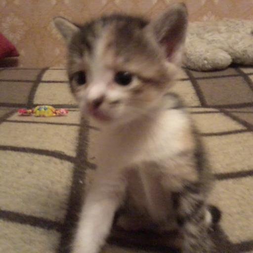 zirenko72's profile picture. 