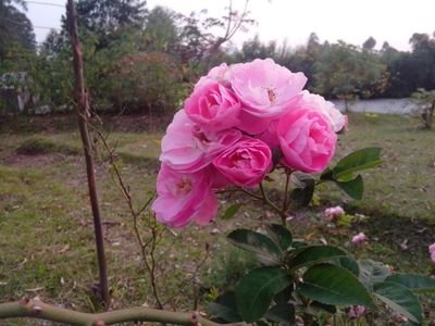 m_musyarofah's profile picture. 